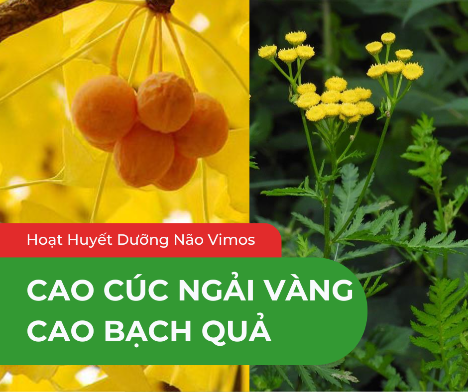 tác dụng của cúc ngải vàng