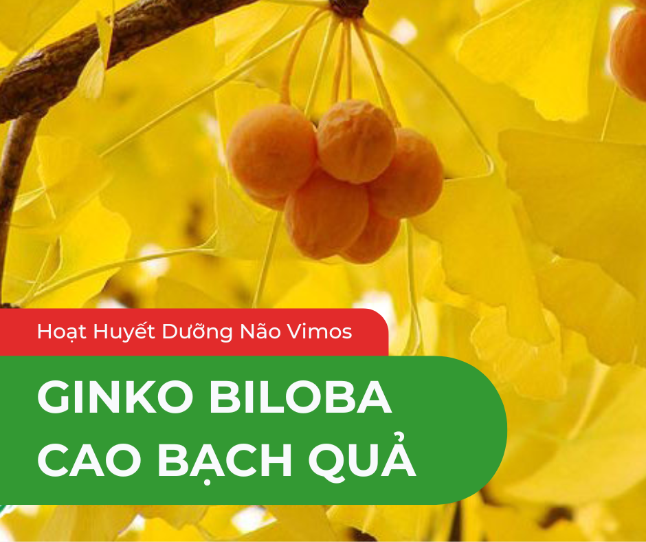 cao bạch quả, Ginkgo Biloba Extract